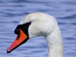 white swan head profile, netherlands