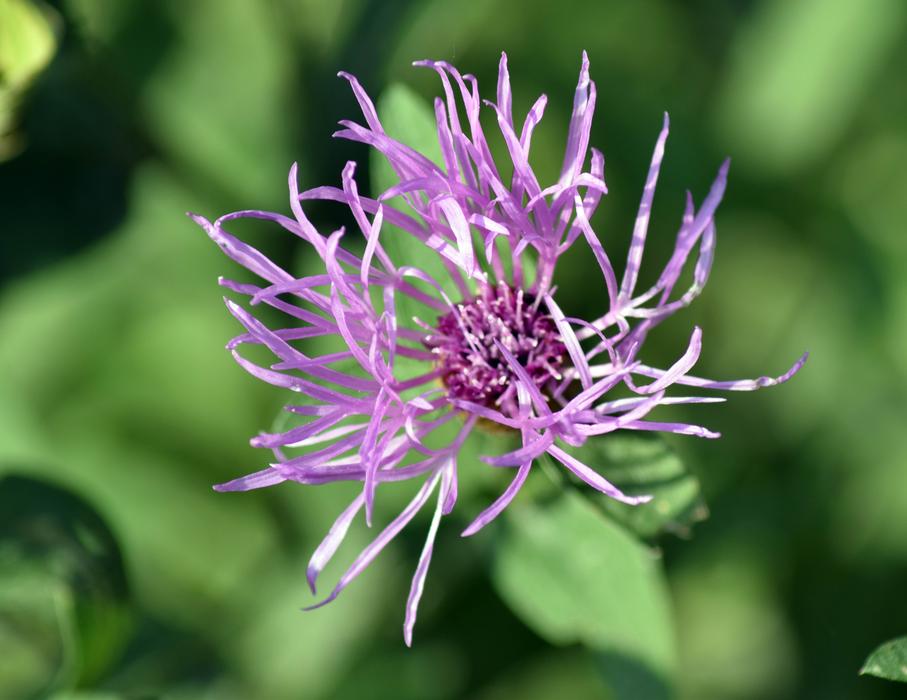 Wild Flower Close Up Pointed