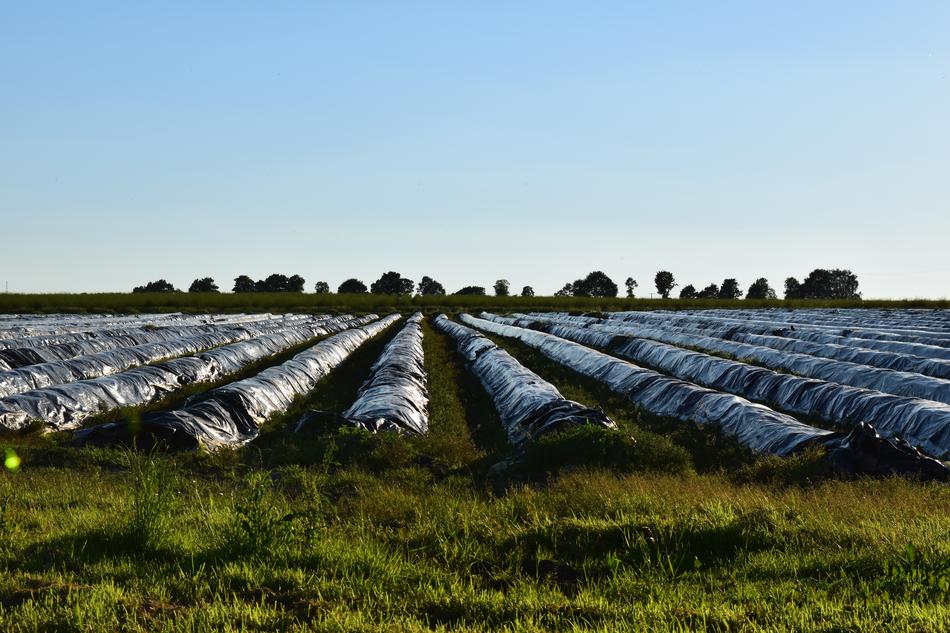 Asparagus Field Horizon Evening
