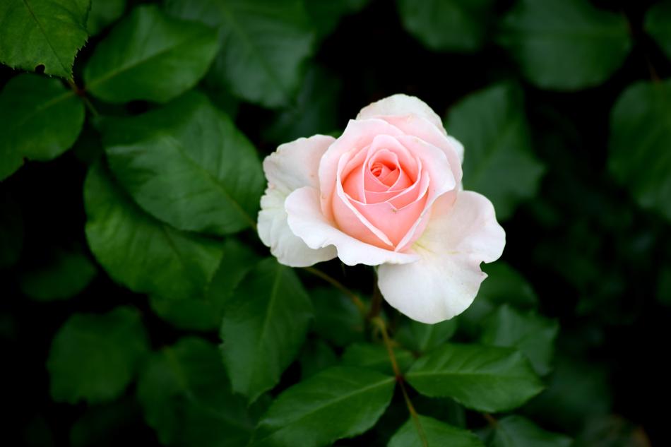 Pink Rose Flower