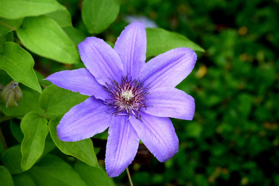 blooming blue clematis