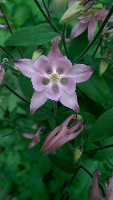 Columbine Flower Germany