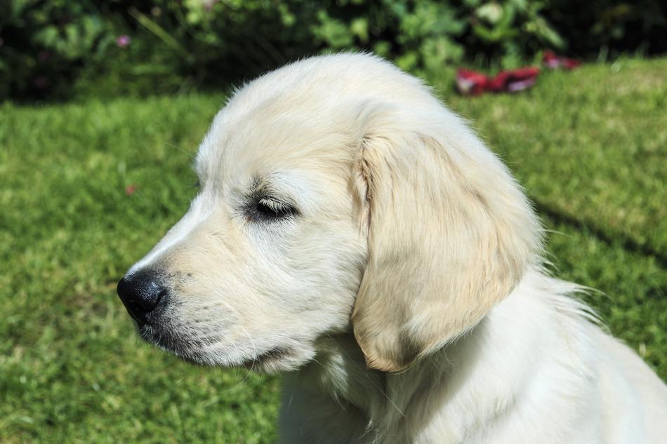 Golden Retriever Puppy