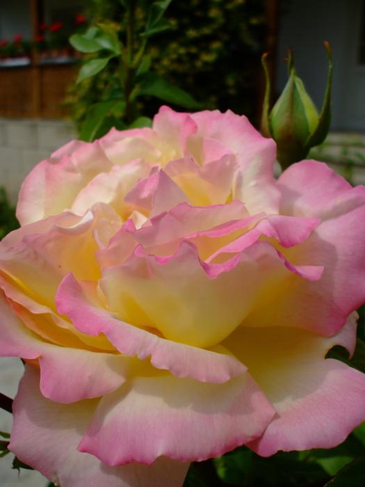 Pink Rose Bloom