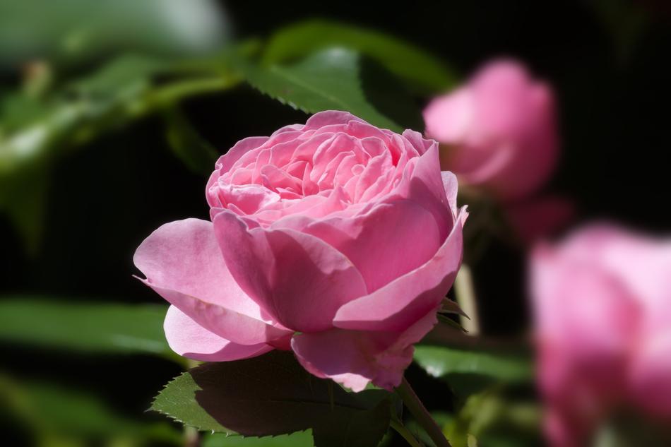 Rose Pink Green