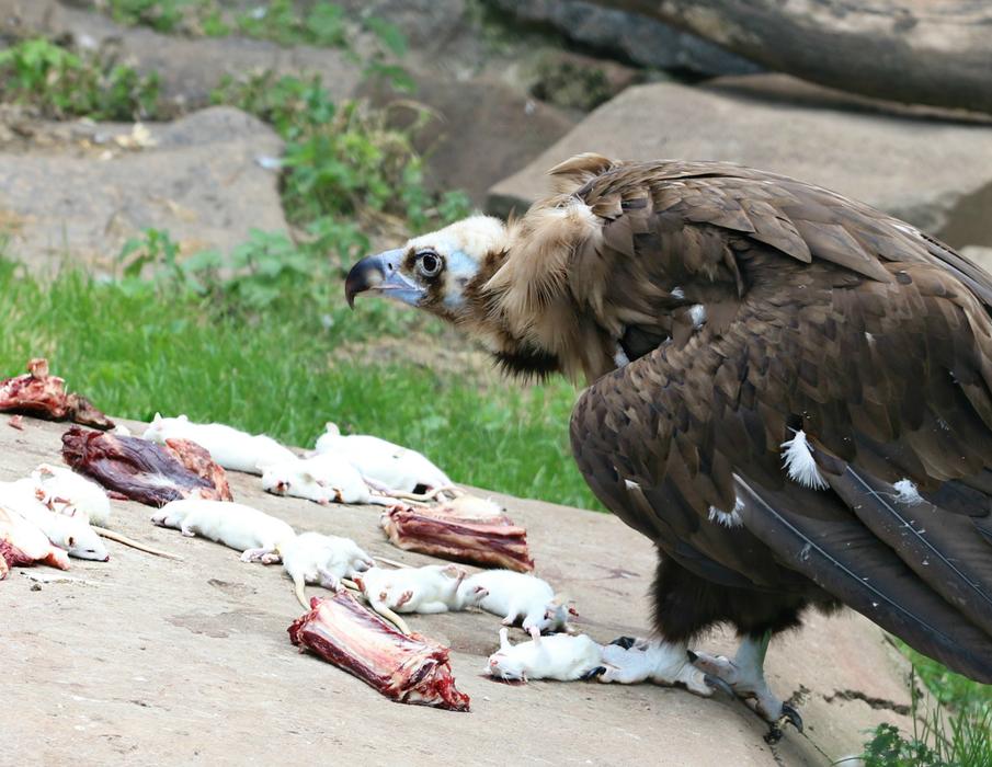 bird of prey at raw meat