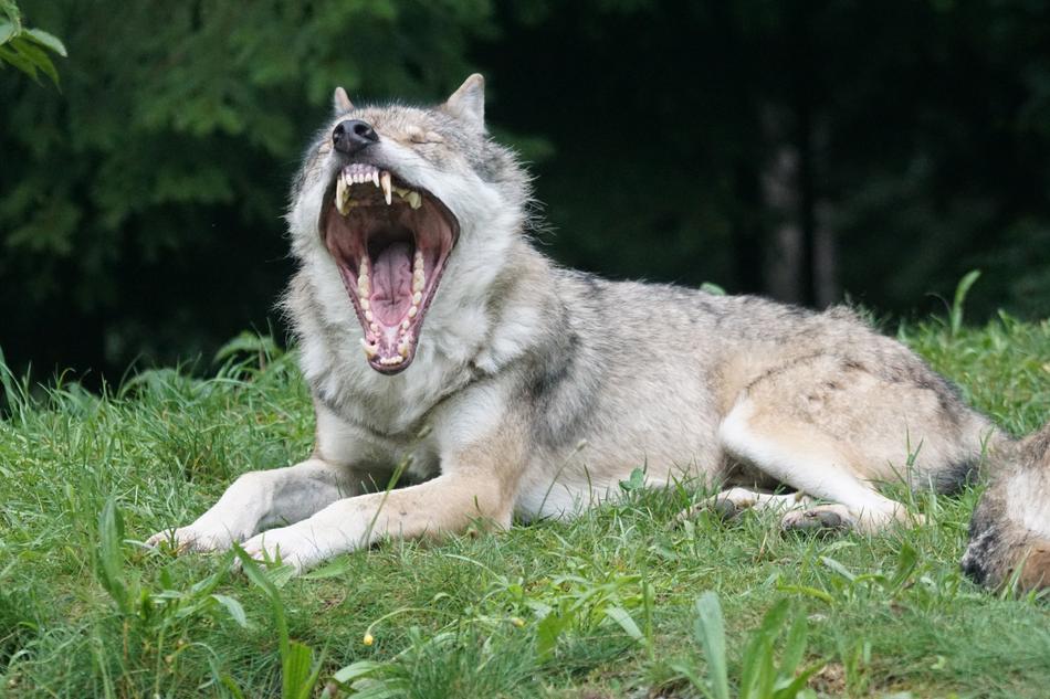 wolf with his mouth open on the grass