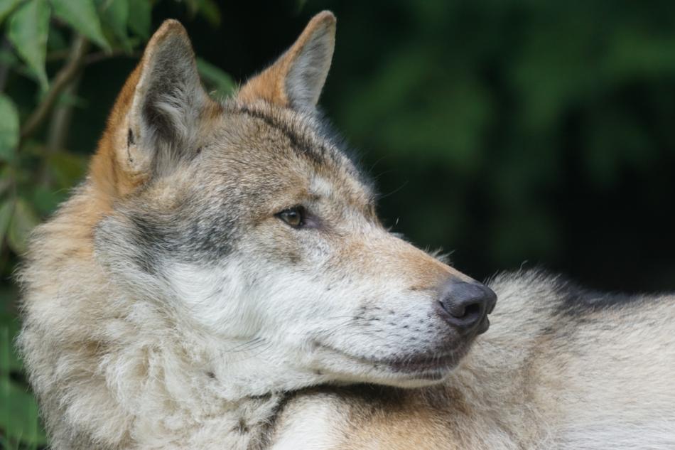 close up wolf
