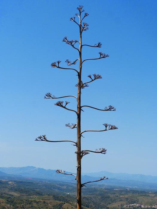 tall tree in the wild