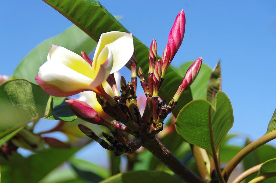 Canary Frangipani Yellow Flower