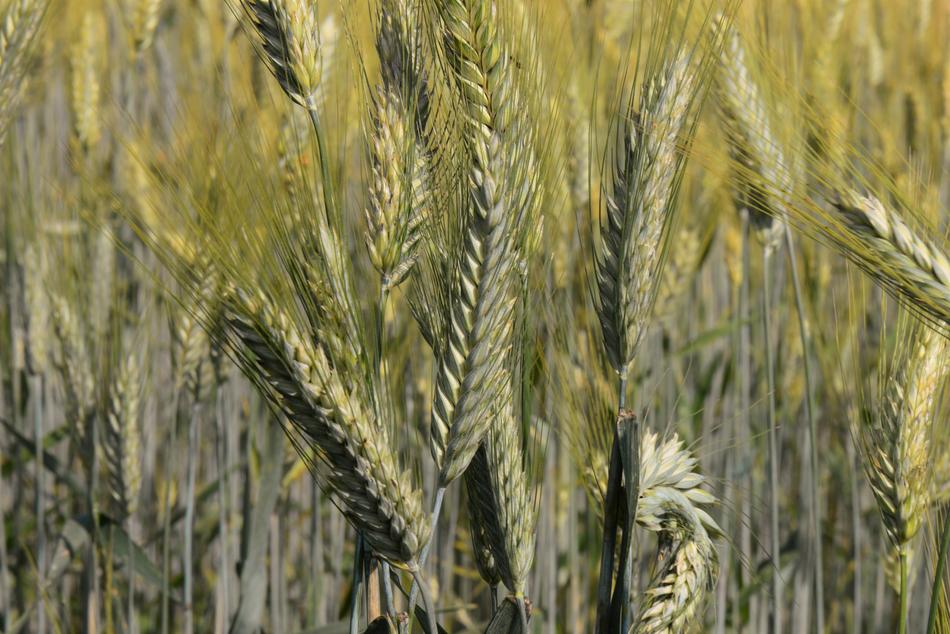 wheat in the wilderness