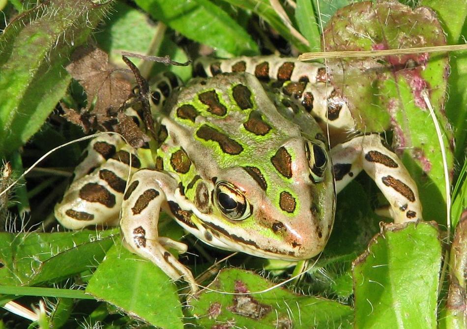 Close up of a frog in spots