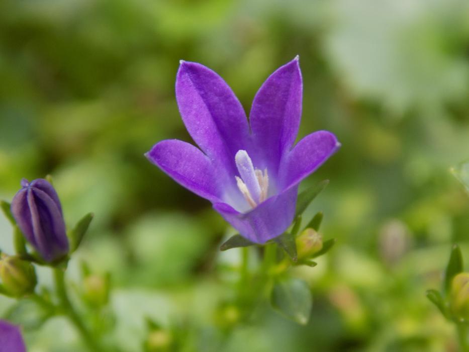 Violet Violaceae