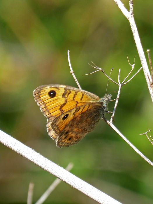 Butterfly Margenera