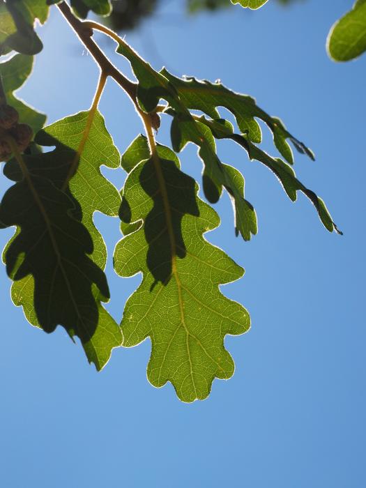 Leaves Oak Silvery