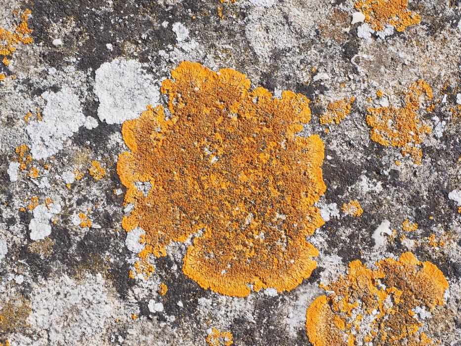 Lichen Ordinary Gelbflechte