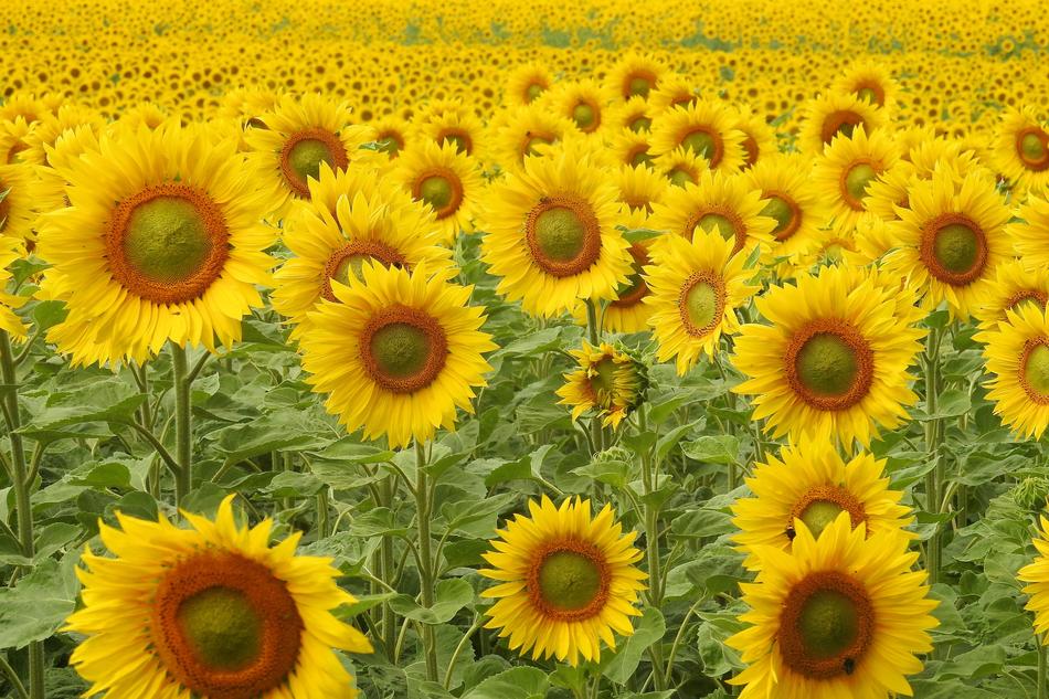 Sunflower Blossom Bloom
