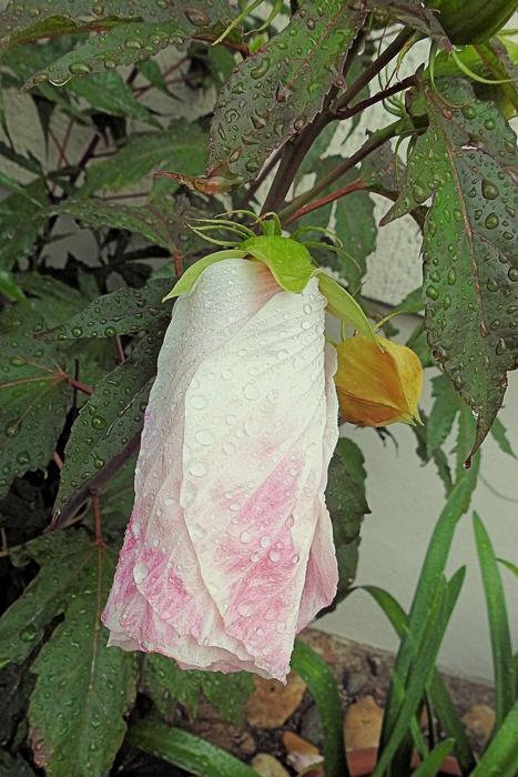 Giant Hibiscus Raindrop