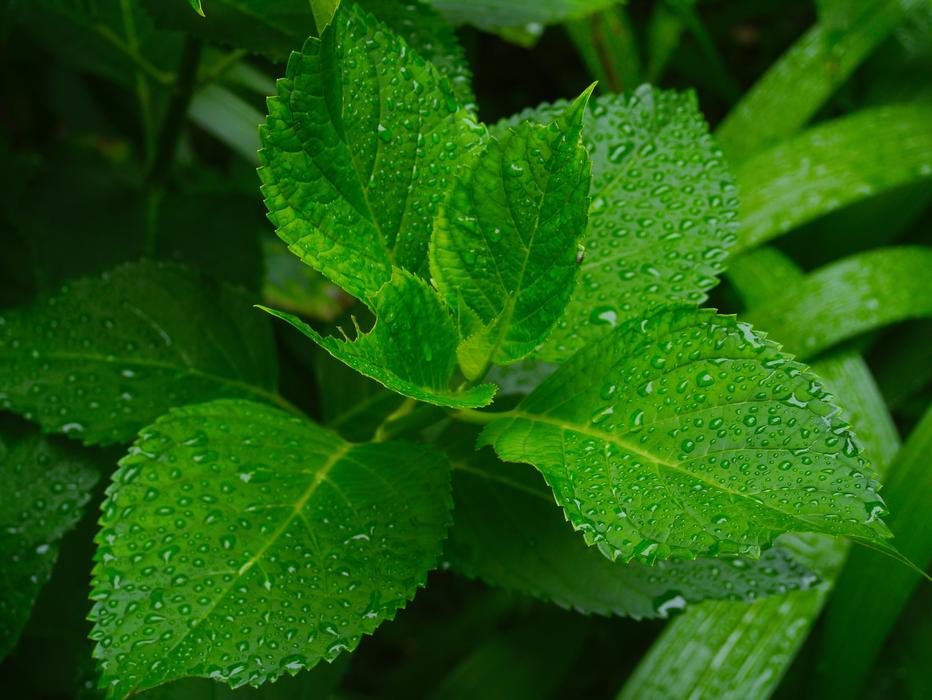 Hydrangea Leaf Branch