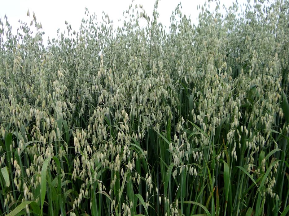 Oats Cereals Green