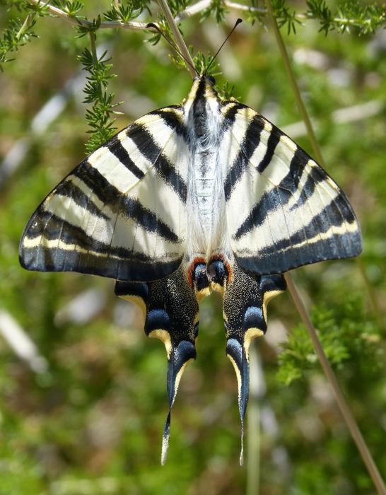 Papilio Machaon Butterfly Queen