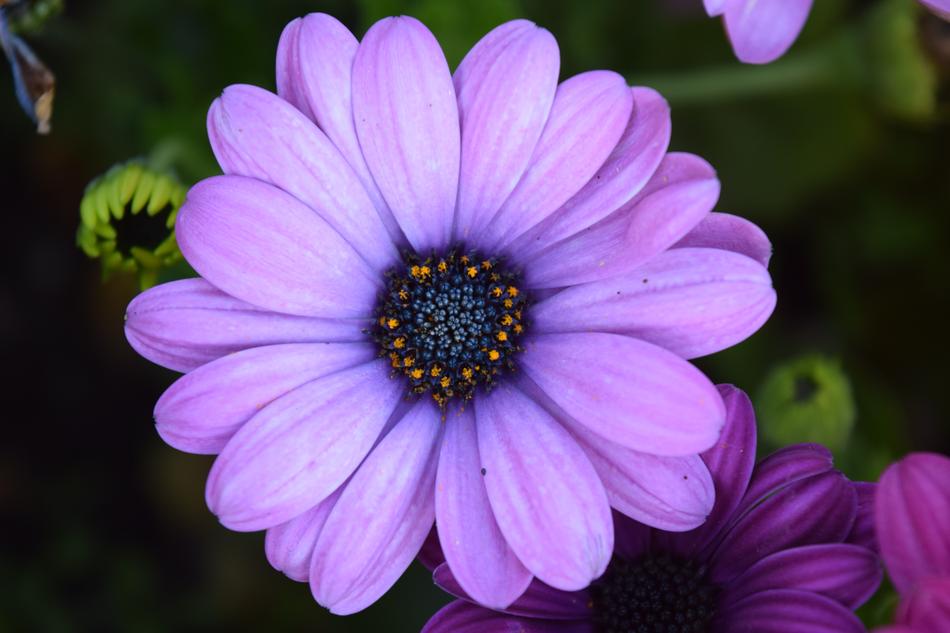 Cape Basket Blossom Close Up