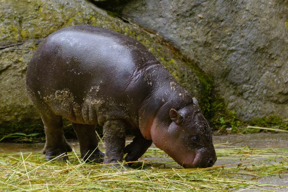 Hippo baby at the zoo