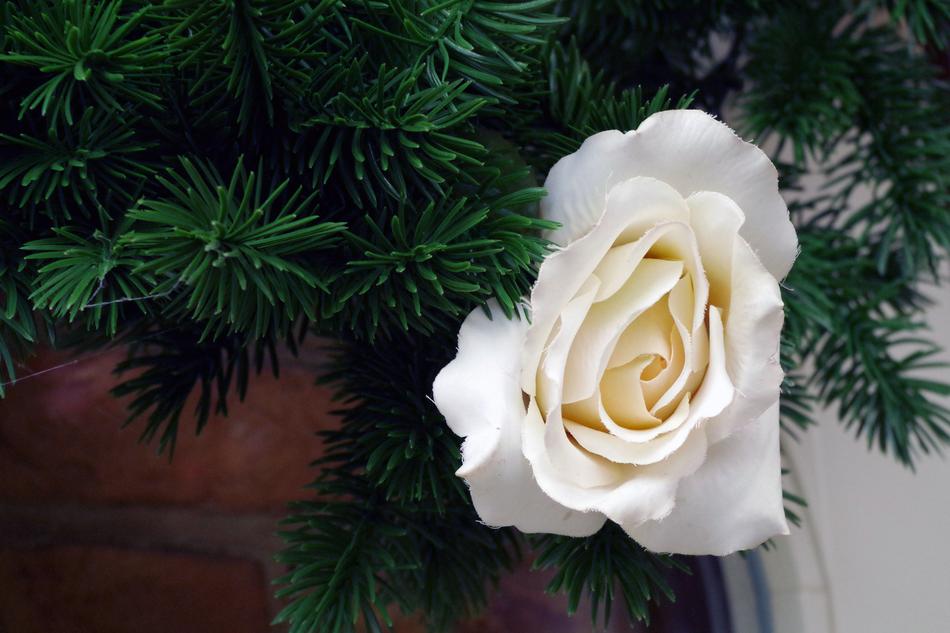 Rose Flower Blossom