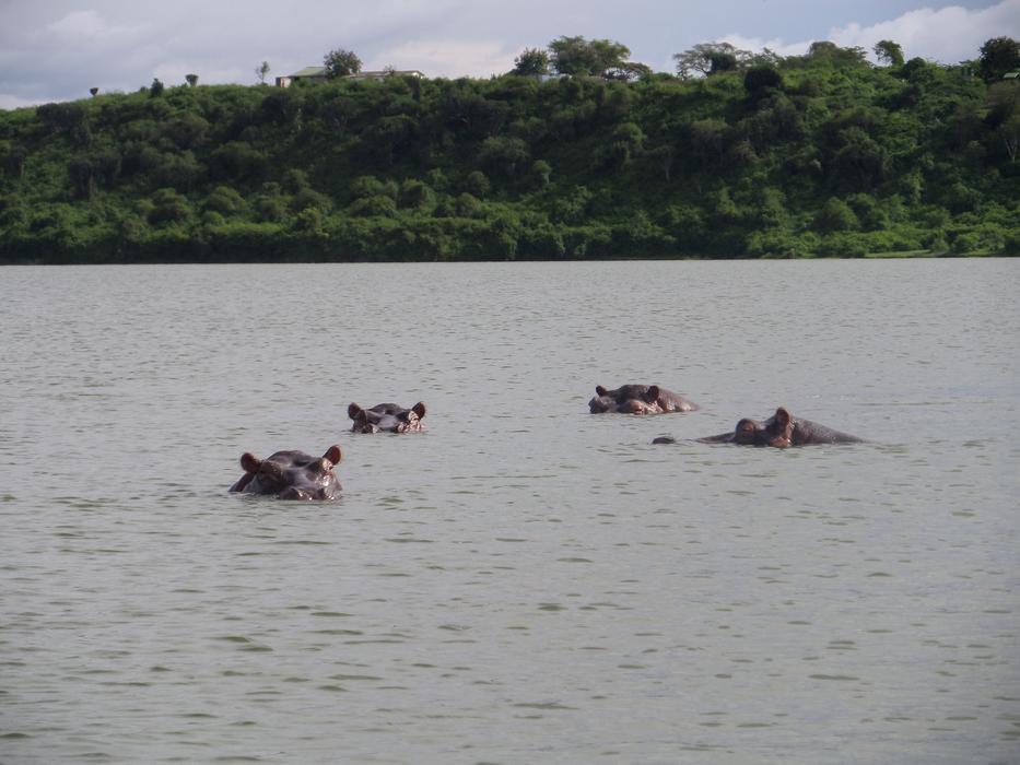 cute hippos in the water