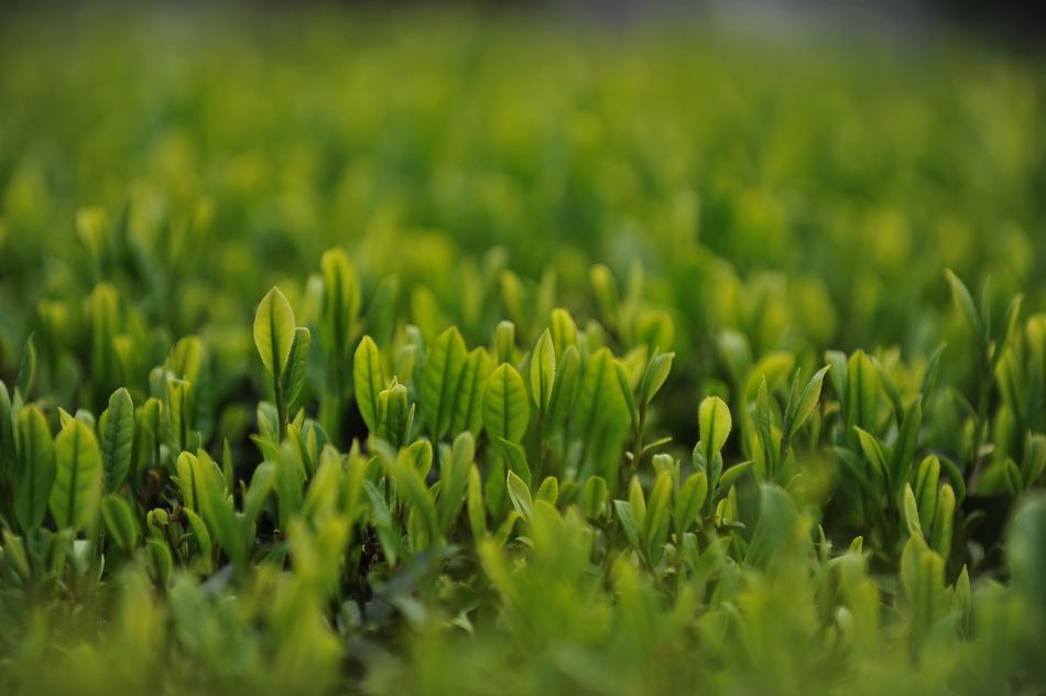 green tea sprouts in the ground