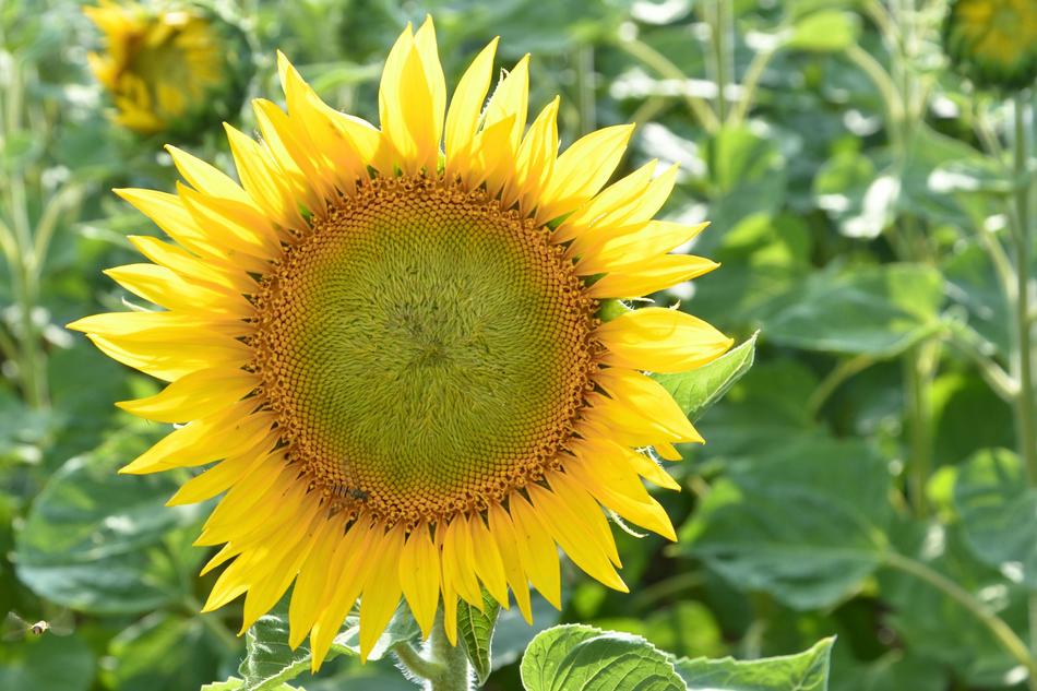 Sunflower Blossom Bloom