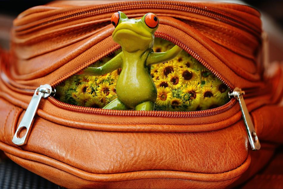 funny frog in a bag