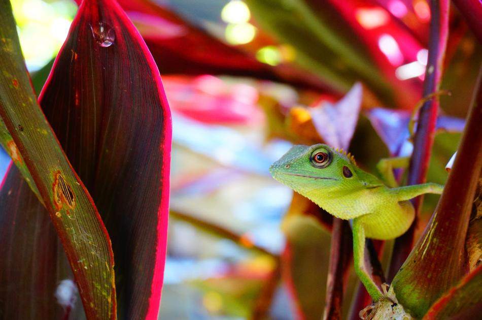 Chameleon Lizard