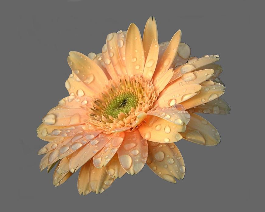 Flower Blossom Bloom