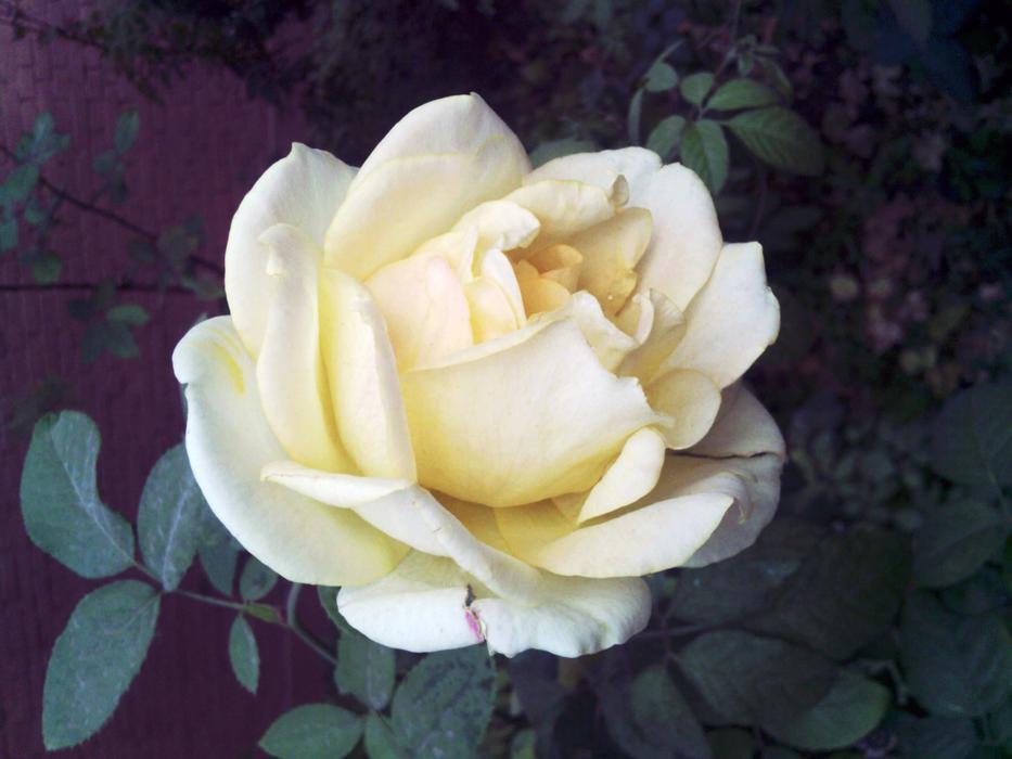 Flower Rose Light