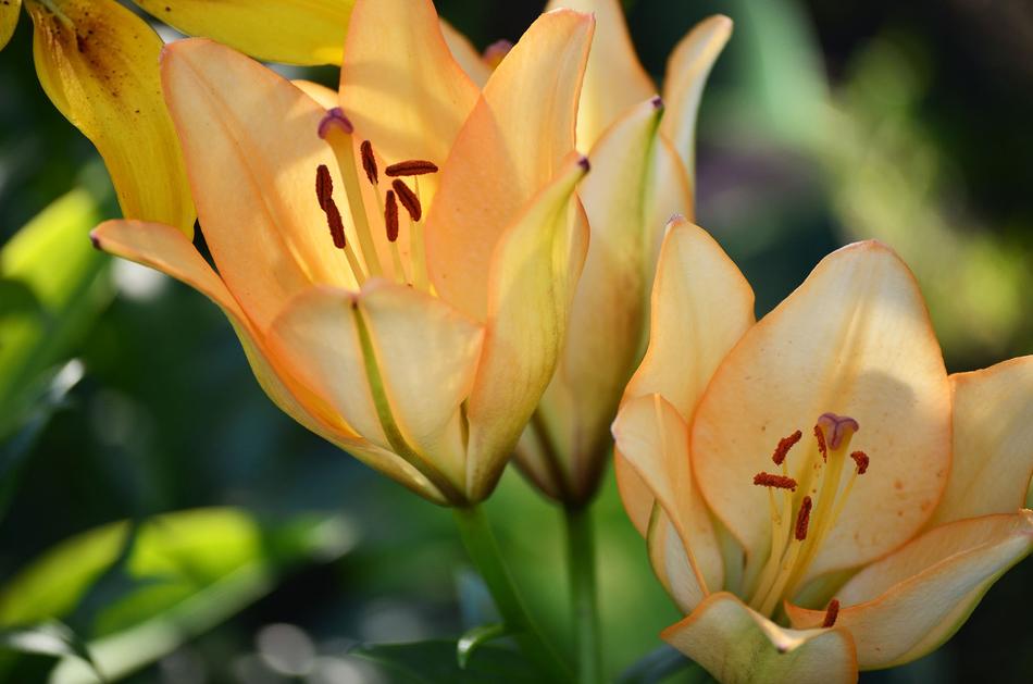 Flowers Lily Summer
