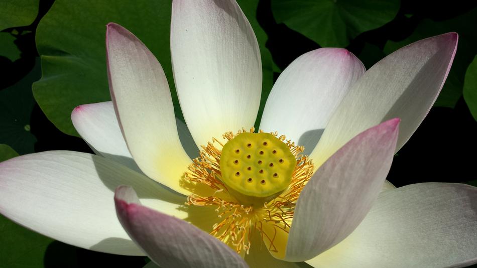 Blossom Bloom Flower