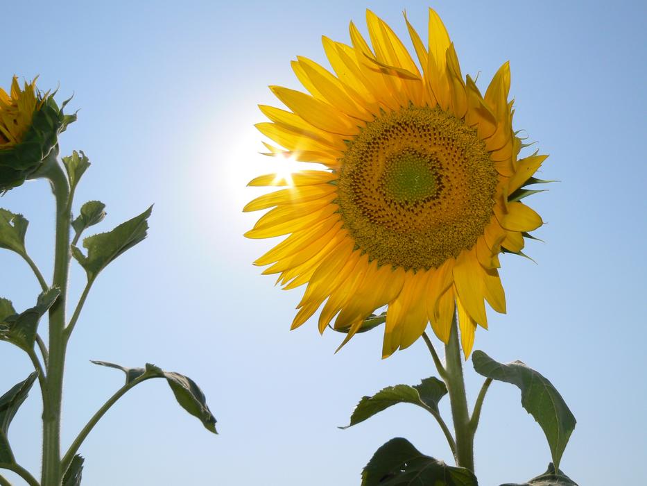 farmer sunflower under the sun