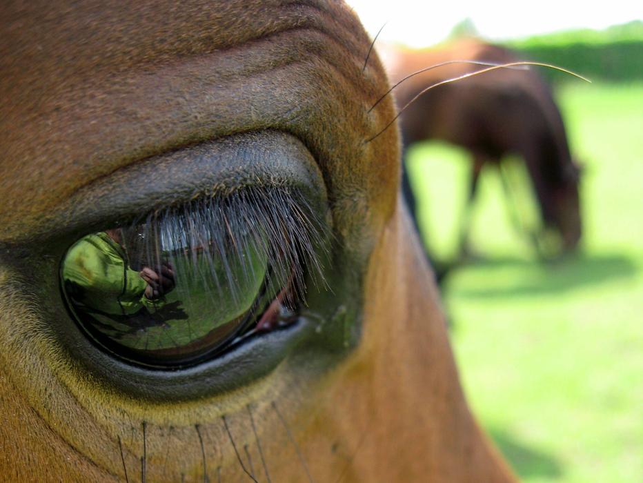 Horse Eye