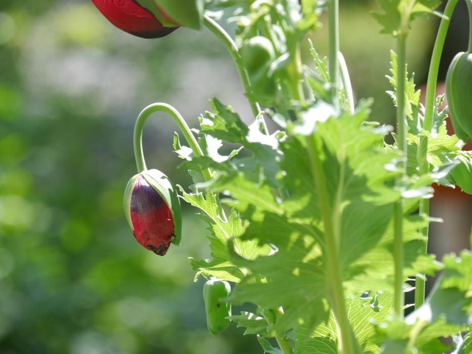 Poppy Red Blossom