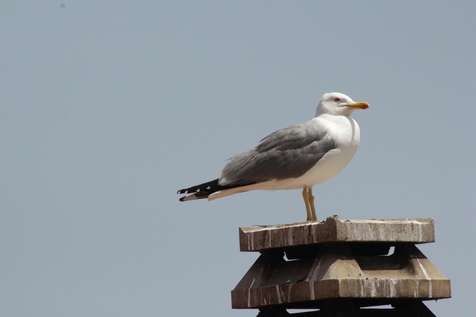 seagull sitting on a stone pillar