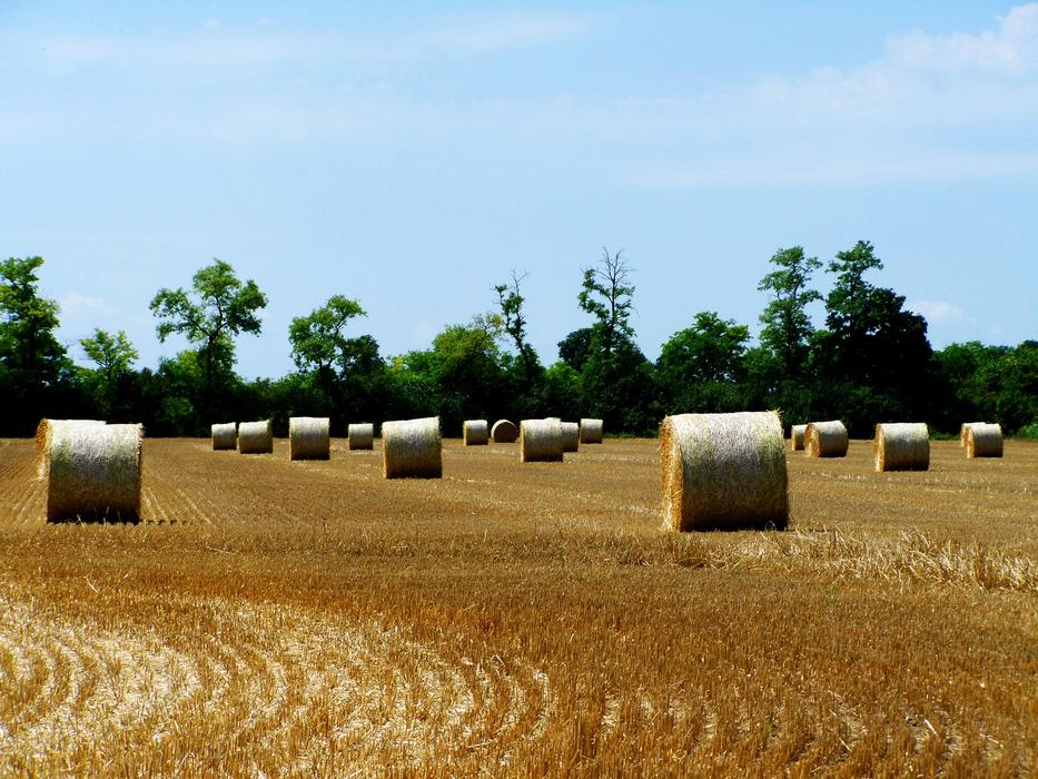 hay billets in the field
