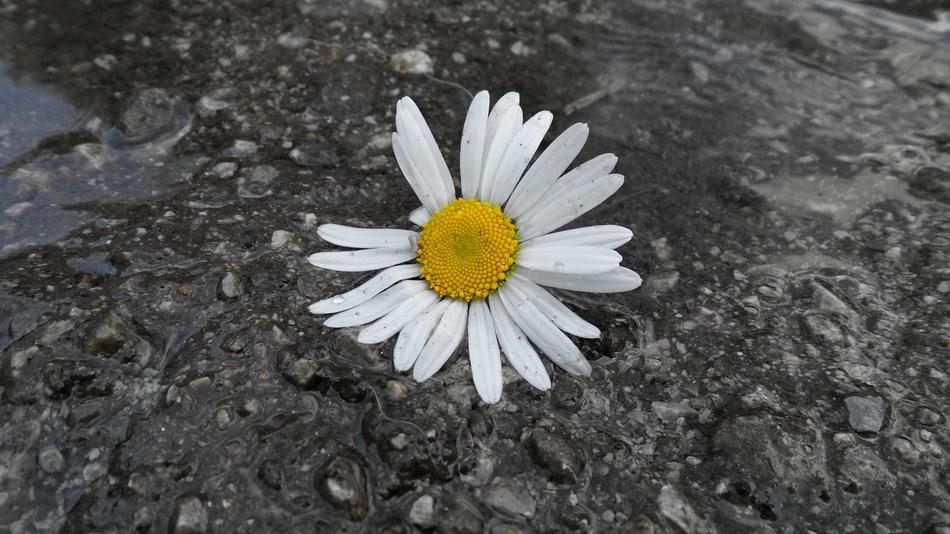 Daisy Flower on rainy pavement