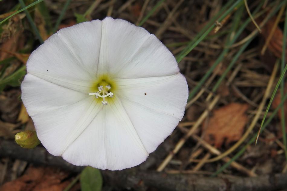 white wild beautiful flower