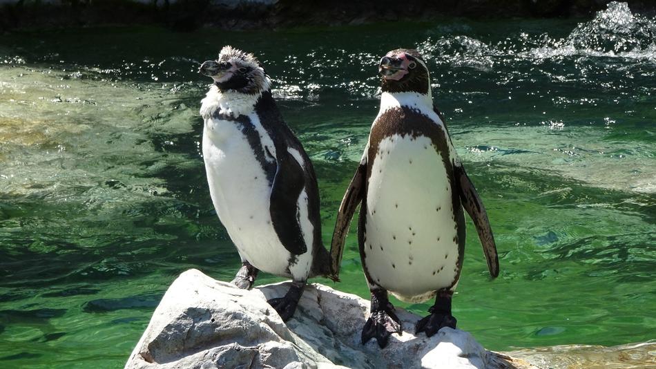Penguin Zoo Schönbrunn