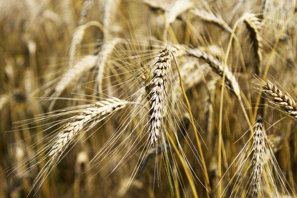 Wheat Field Cereals