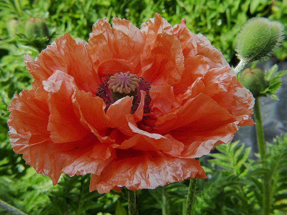 Poppy Klatschmohn Flower