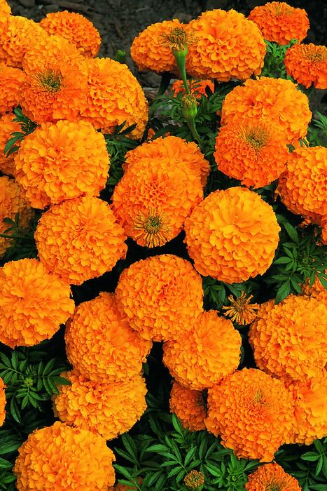 Crisantemo Flower