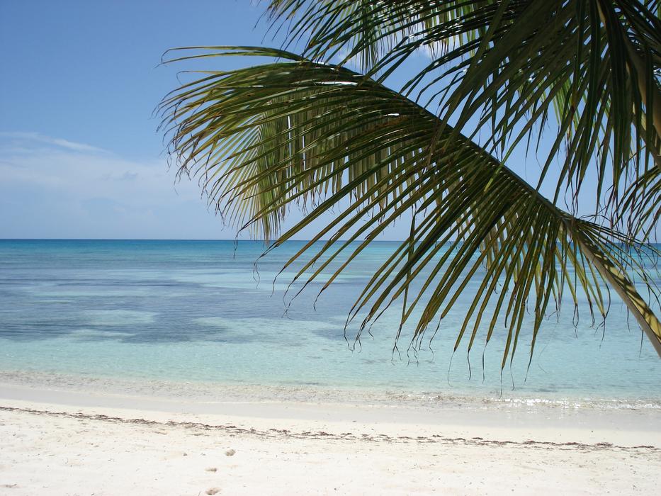 beautiful view of the beach by the ocean with palm trees