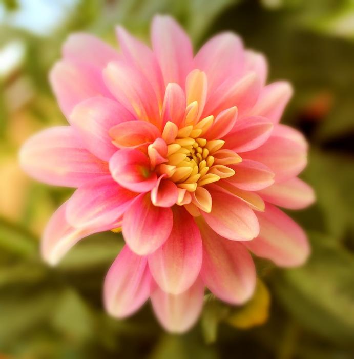 Dahlia Flower Blossom